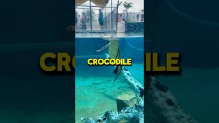 A Crocodiles Bite Is as Strong as 100 Humans 😮 [upl. by Dragelin]