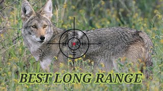 fortysix LongRange Shots Coyote Hunting This Season coyote coyotes hunting fox hunting wolf [upl. by Kalb]