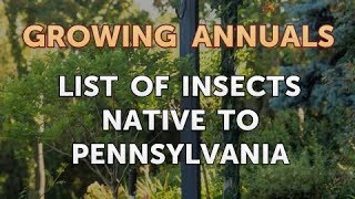 List of Insects Native to Pennsylvania [upl. by Lazaro360]