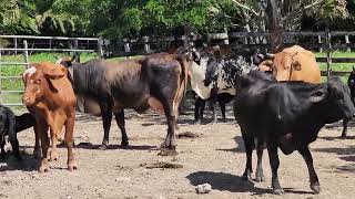 vacas recién paridas 5 Feb 24 Rancho La Mina [upl. by Ahsilek]