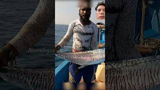 With a rope the fisherman can catch this big fish 👋 fishing fish bigfish shorts [upl. by Yvette]