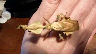 handling a ghost mantis female phyllocrania paradoxa [upl. by Steffin]