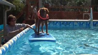 Surfing dogs Surf Dog Training Series Lesson 7  Confidence in water [upl. by Eachern]