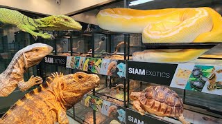 10 Foot Long Python at Siam Exotics Reptile Shop [upl. by Esserac]