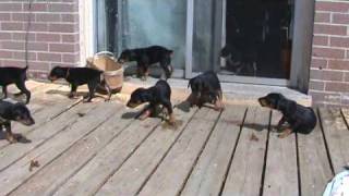 Doberman pups first time outside at 5 wks old [upl. by Dlarrej]