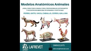 Modelos Anatómicos Animales  LAFREVET [upl. by Wilbert]