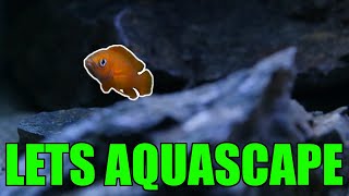 Lake Tanganyika Aquascape  Neolamprologus leleupi [upl. by Eiveneg]