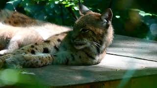 Luchs Baby im Tiergarten Zoo Schönbrunn geboren Lynx lynx Park Nachwuchs Superzoom Lumix dcfz82 [upl. by Seyler865]