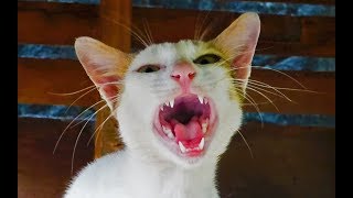 Cat meowing very loudly  Billi ki awaj  बिल्ली की आवाज [upl. by Attenol]