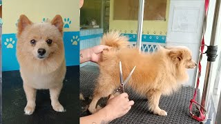 FOX TYPE Pomeranian Dog Grooming Handcut  Groomer Style [upl. by Damon464]