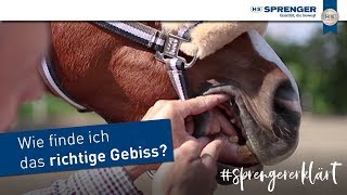 Wie finde ich das richtige Gebiss  Gebissberatung bei Nele Brosswitz [upl. by Balac]