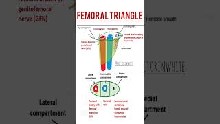 Femoral triangle  anatomy viralshorts shorts fmge2024 neetpg25 femoraltriangle trending [upl. by Mauri621]