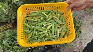 How To Grow Vegetables At Home Simple And Effective  Grow Vegetable In Plastic Containers [upl. by Juno]