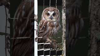 Northern Saw Whet Owl [upl. by Etnad443]