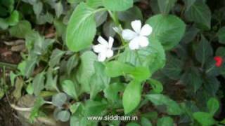 Herbal Medicine  Plumbago zeylanica  Natural cure for Rheumatic ailments [upl. by Triny978]