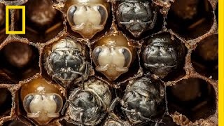 Amazing TimeLapse Bees Hatch Before Your Eyes  National Geographic [upl. by Daloris]