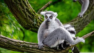 The fauna of Madagascar Animals Documentary [upl. by Ordnael885]