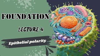 Epithelial Polarity [upl. by Gadmon]