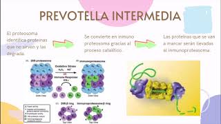 HLA PREVOTELLA INTERMEDIA [upl. by Reilamag]