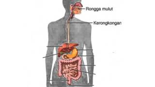 Skema alat pencernaan manusia [upl. by Htezil]