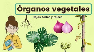 Órganos vegetales hojas tallo y raíz [upl. by Dal]