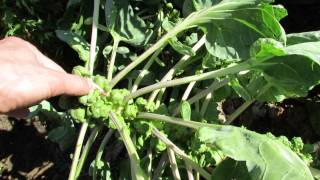 Topping Off Brussels Sprouts for Bigger Sprouts Cool Weather Vegetables  TRG 2014 [upl. by Eiboj]