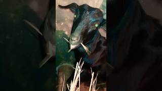 goat goatvideo animals goatsound goatvlog shorts [upl. by Winnie]