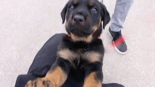 Meet My New Rottweiler Puppy [upl. by Weitman]