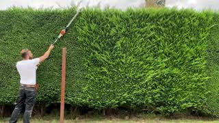 Stihl HLA 65 Leylandii hedge trim 🧡🔋💪🏼 [upl. by Retepnhoj]