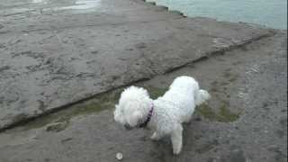 Bichon Frise Puppy amp Dog Running at Waterfront amp Harbor [upl. by Arluene]