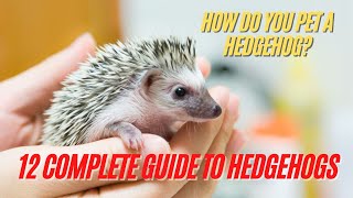 Hedgehog  How Do You Pet a Hedgehog  12 Complete Guide to Hedgehogs  Hedgehog Care Tips [upl. by Elbart633]