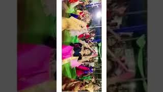 Dolina Dolina Song🔥💥🔥💥🙏garba dholidadholida dandiya dance05oct2022 from Triveniganj [upl. by Amandi]