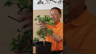 Transforming a Ginkgo nursery stock into a bonsai penjing ginkgo tree trees plant plants [upl. by Pugh844]