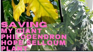 philodendron Saving My Giant PHILODENDRON Hope Selloum l Plant Care [upl. by Turnheim]