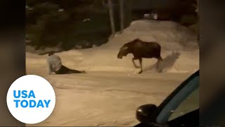 Moose attacks man after residents warn him to leave animal alone  USA TODAY [upl. by Muhcan879]