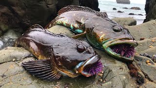 TIDEPOOL Fishing Catch COOK and EAT on the rocks Low Tide Adventure [upl. by Dunning770]