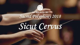 Sacred Polyphony 2018  Communion Motet quotSicut Cervusquot Palestrina [upl. by Aniles]