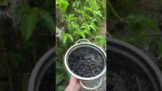 First Boysenberry Harvest [upl. by Valentin459]