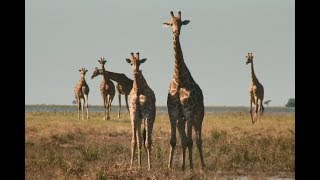 Girafa o maior animal da terra [upl. by Neelra]