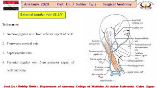 External Jugular Vein [upl. by Coward79]