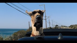 Official Trailer Marmaduke [upl. by Rratsal]