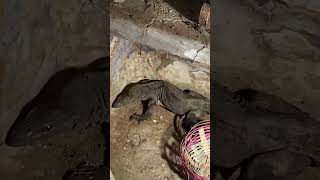 Close Call Monitor Lizard Saved from a Risky Situation 😱🐍😱 SnakeLover [upl. by Kasevich]