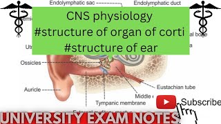 structure of organ of cortiear structure physiologymedicoscontent3135 [upl. by Damiano393]