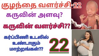 22 weeks Pregnancy Symptoms in Tamil  Pregnancy Stages week by Week  22 th week Baby Development [upl. by Celin]