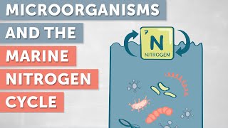 The Role of Microorganisms in the Marine Nitrogen Cycle [upl. by Ainollopa]