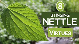 The 8 Virtues of STINGING NETTLE [upl. by Cown]