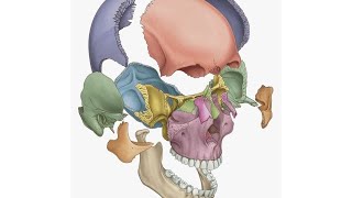 practical anatomy  posterior triangle [upl. by Nylorahs]