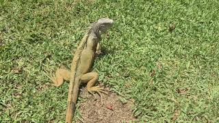 Iguanas at Vidanta Resort Riviera Maya Mexico [upl. by Lednor556]