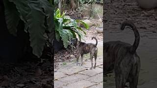 The Rarest Phu Quoc Ridgeback Tiger Dog is barking [upl. by Falito]