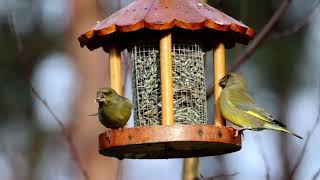 Feast at the birdfeeder [upl. by Bird447]